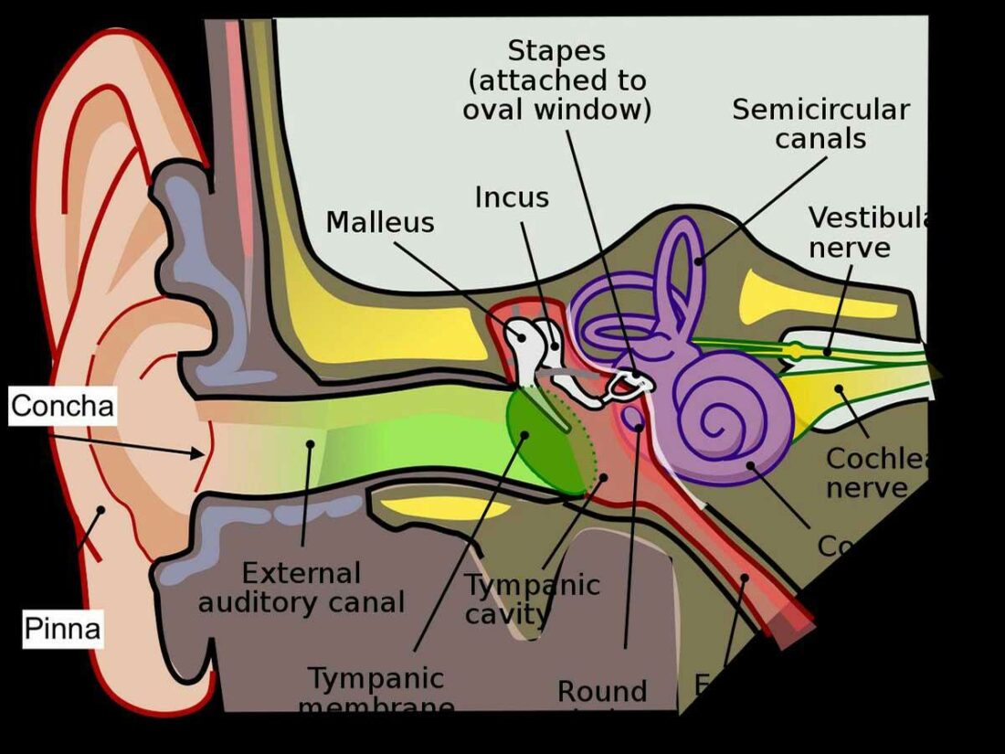Механизм слуха (из Википедии)